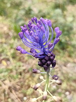Muscari  toupet - Muscari comosum